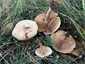 Márványos pereszke (Lepista panaeolus), Budai-hegység